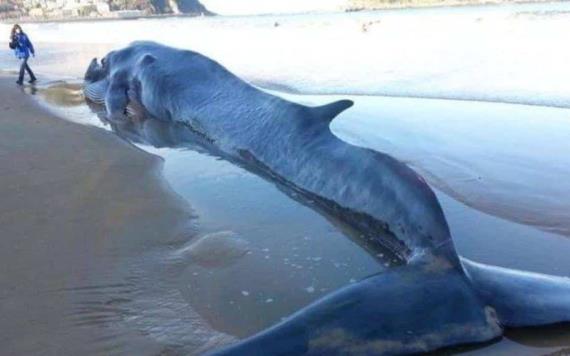 ¿Por qué sí se debería dejar a las ballenas muertas sobre la arena de la playa?: estudio revela beneficios