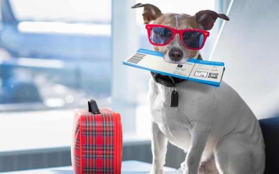 Estos son los requisitos para que tu mascota viaje en el avión contigo