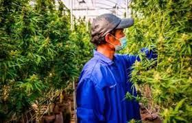 Gobierno de Tailandia regalará 1 millón de plantas de cannabis para su cultivo Gobierno de Tailandia regalará 1 millón de plantas de cannabis para su cultivo