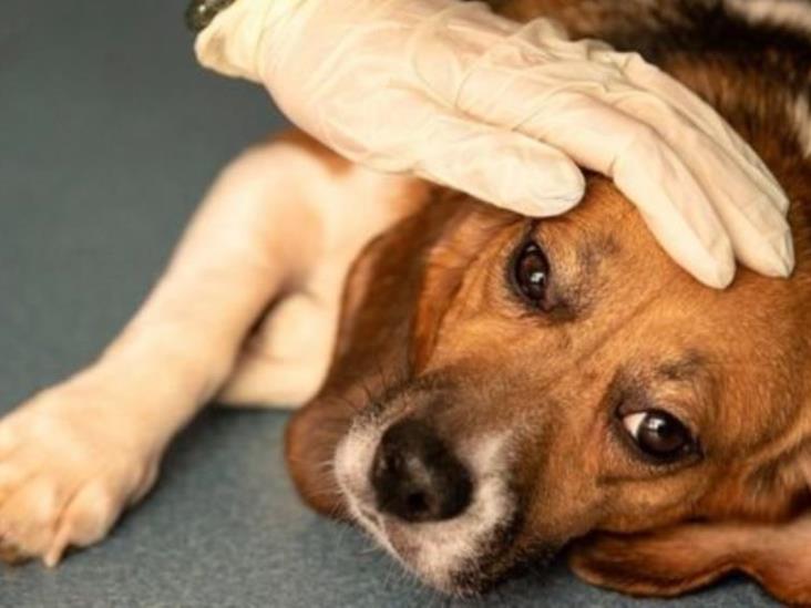 Enfermedades comunes en los perros y cómo se manifiestan Enfermedades comunes en los perros y cómo se manifiestan