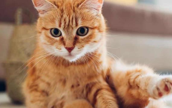 Datos curiosos que tal vez no sabías de los gatos