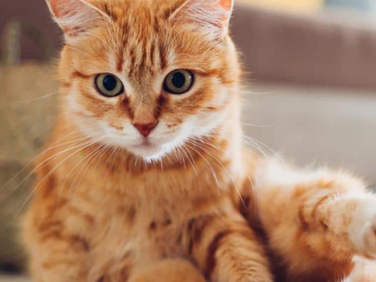 Datos curiosos que tal vez no sabías de los gatos Datos curiosos que tal vez no sabías de los gatos