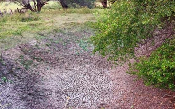 Sequía causa pérdidas a ganaderos y agricultores en Jonuta