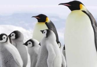 Los pingüinos emperador están en peligro de extinción debido al cambio climático