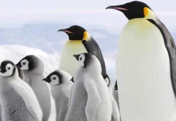 Los pingüinos emperador están en peligro de extinción debido al cambio climático