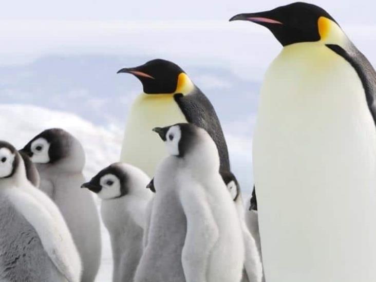 Los pingüinos emperador están en peligro de extinción debido al cambio climático Los pingüinos emperador están en peligro de extinción debido al cambio climático