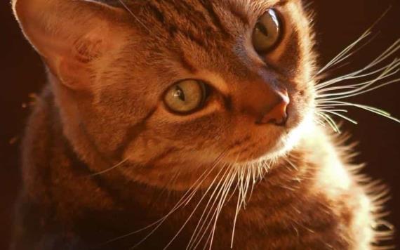 Los gatos pueden recordar sus nombres y el de sus dueños
