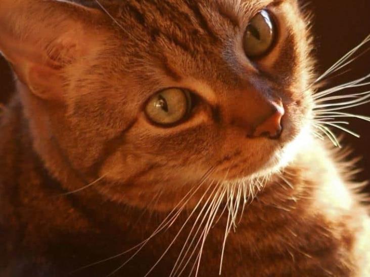 Los gatos pueden recordar sus nombres y el de sus dueños Los gatos pueden recordar sus nombres y el de sus dueños