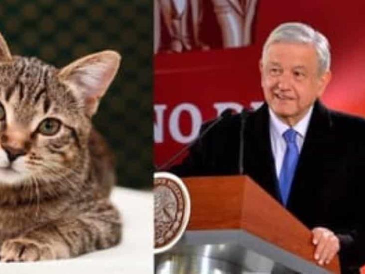 Traslado de perros y gatos muertos será investigado: AMLO Traslado de perros y gatos muertos será investigado: AMLO