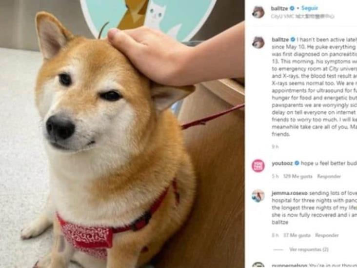 Cheems, el perro del meme en frágil salud Cheems, el perro del meme en frágil salud