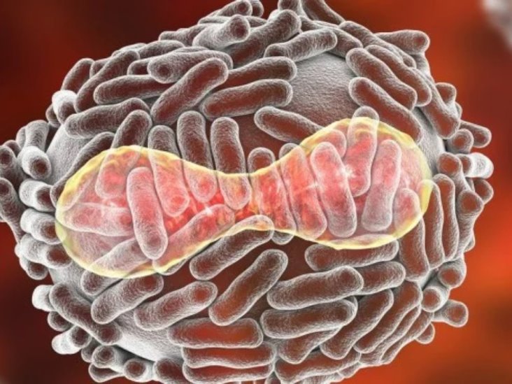 Detectan nuevos casos de viruela del mono en Alemania, Bélgica y Australia Detectan nuevos casos de viruela del mono en Alemania, Bélgica y Australia