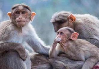 Viruela del mono: qué es y cuáles son sus síntomas