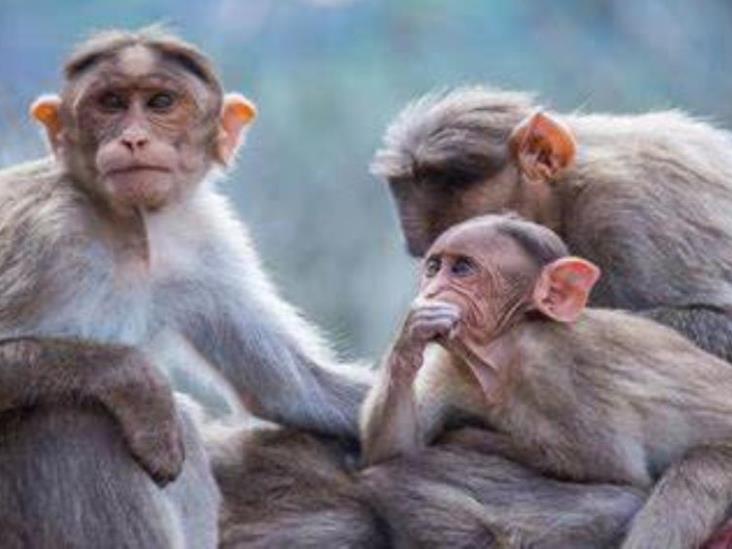 Viruela del mono: qué es y cuáles son sus síntomas Viruela del mono: qué es y cuáles son sus síntomas