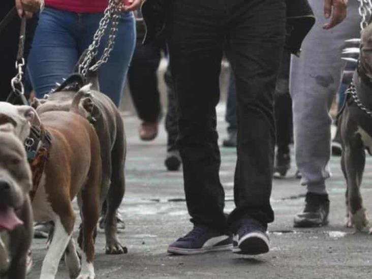 Proponen 10 años de prisión por peleas de perros Proponen 10 años de prisión por peleas de perros