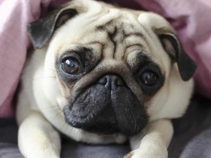 ¿Qué enfermedades puede padecer un Pug? Veterinarios ingleses alertan sobre su calidad de vida ¿Qué enfermedades puede padecer un Pug? Veterinarios ingleses alertan sobre su calidad de vida