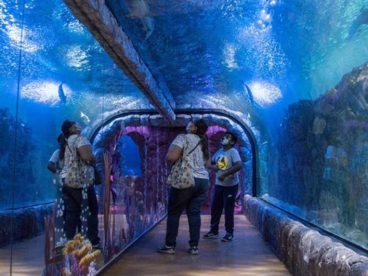 Acuario de Veracruz reabre sus puertas y cambia de nombre a ´Aquarium´ luego de haber sido clausurado Acuario de Veracruz reabre sus puertas y cambia de nombre a ´Aquarium´ luego de haber sido clausurado