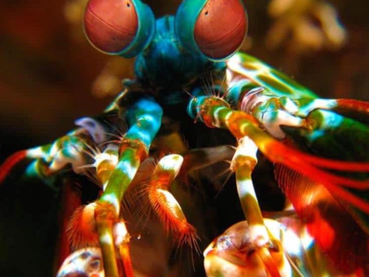 Animales que tienen mejor vista que los humanos Animales que tienen mejor vista que los humanos