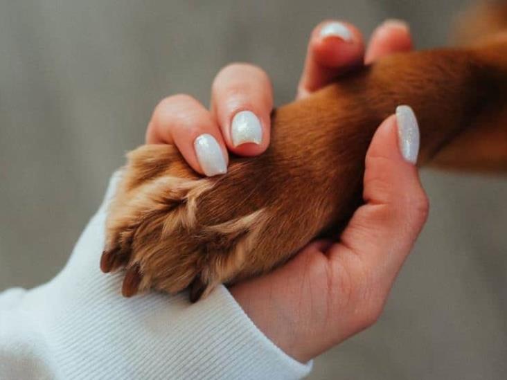 Muere perrito en viaje de Poza Rica a CDMX; ofrecen a usuaria asesoramiento para iniciar una denuncia Muere perrito en viaje de Poza Rica a CDMX; ofrecen a usuaria asesoramiento para iniciar una denuncia