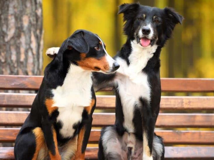 Motivos por el que los perros se olfatean entre sí y otros datos de estos animales Motivos por el que los perros se olfatean entre sí y otros datos de estos animales
