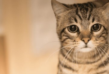 ¿Por qué los gatos tienen bigotes y por qué no es buena idea cortárselos?