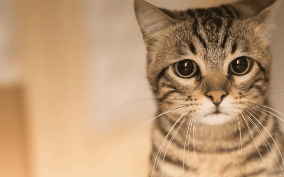 ¿Por qué los gatos tienen bigotes y por qué no es buena idea cortárselos?