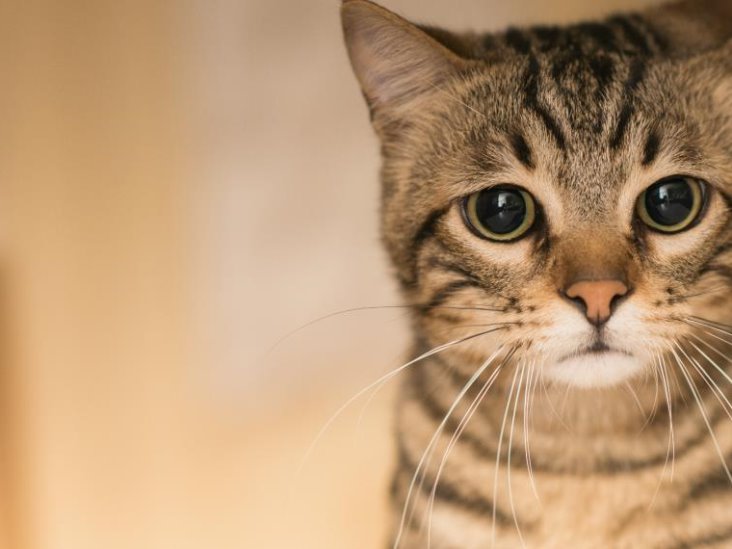 ¿Por qué los gatos tienen bigotes y por qué no es buena idea cortárselos? ¿Por qué los gatos tienen bigotes y por qué no es buena idea cortárselos?