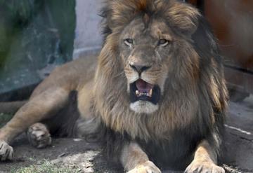 León arranca el dedo de un cuidador en un zoológico en Jamaica