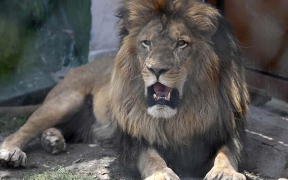 León arranca el dedo de un cuidador en un zoológico en Jamaica