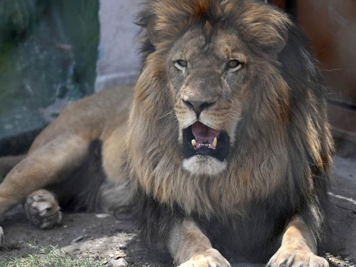León arranca el dedo de un cuidador en un zoológico en Jamaica León arranca el dedo de un cuidador en un zoológico en Jamaica