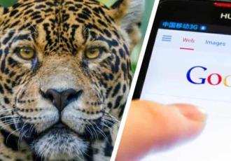 Huawei reutiliza celulares con tecnología 3G para monitorear especies en México