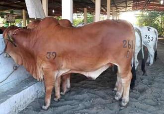 Productores de diversas razas de ganado exponen en Jonuta 2022