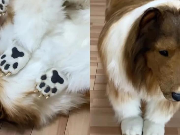 Hombre en Japón gasta más de 300 mil pesos para lucir como un perro ´Lassie´ Hombre en Japón gasta más de 300 mil pesos para lucir como un perro ´Lassie´