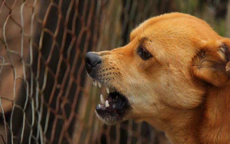 Perros atacan a hombre y le arrancan parte de una oreja Perros atacan a hombre y le arrancan parte de una oreja