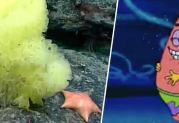 Científicos encuentran a Bob Esponja y Patricio Estrella en la vida real