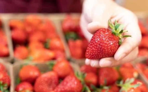 FDA investiga brote de hepatitis A relacionado con las fresas orgánicas