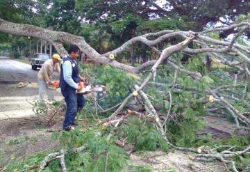 Retira Protección Civil de Paraíso, árbol caído por los fuertes vientos