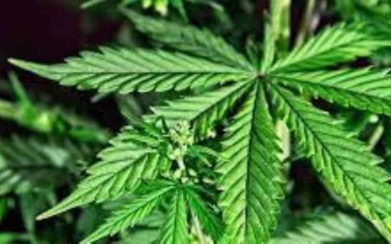 Argentina busca promover el desarrollo del cannabis medicinal