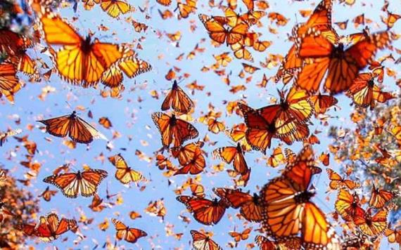 Mariposas monarcas, los insectos con sistema de navegación integrado
