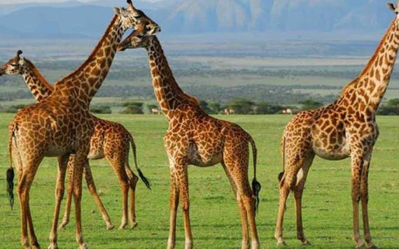 ¿Por qué el cuello de las jirafas es tan largo?, el estudio de un fósil revela pistas