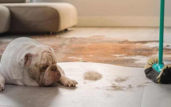 ¿Limpias la orina de tu perro con cloro? Veterinarios recomiendan no hacerlo