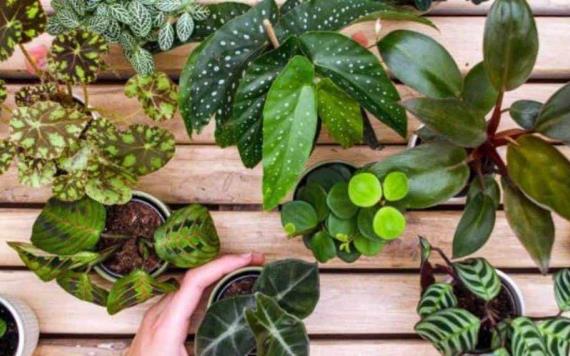 Secretos para cultivar miniplantas y poner un toque verde en casa