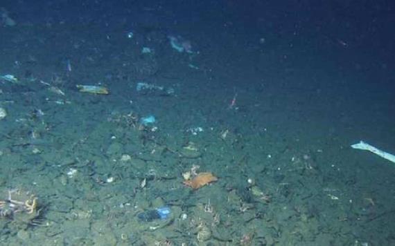 Científicos encuentran microplásticos en peces del fondo marino