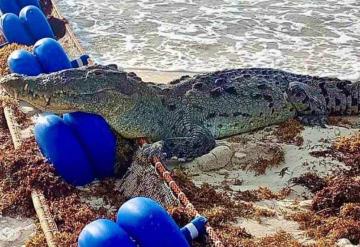 Captan enorme cocodrilo nadando en una playa de Tulum