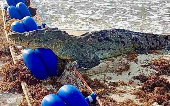 Captan enorme cocodrilo nadando en una playa de Tulum