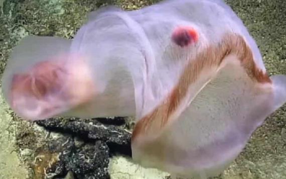 Hallan extraña criatura que cambia de forma en el Océano Pacífico