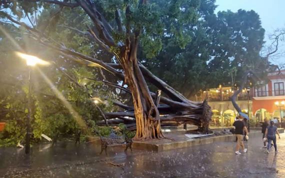 Fuertes lluvias derriban a Laurel el árbol centenario de los conciertos dominicales en Oaxaca