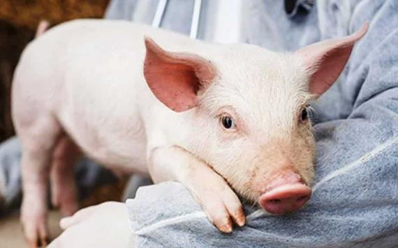 Investigadores chinos logran clonar cerdos con IA sin necesidad de intervención humana