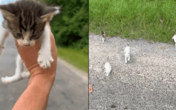 Hombre es emboscado por gatitos al rescatar a uno de ellos