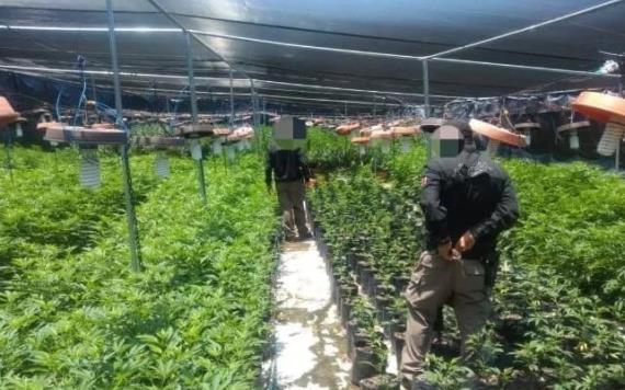 Desmantelan invernadero con casi 14 mil plantas de marihuana en Jalisco