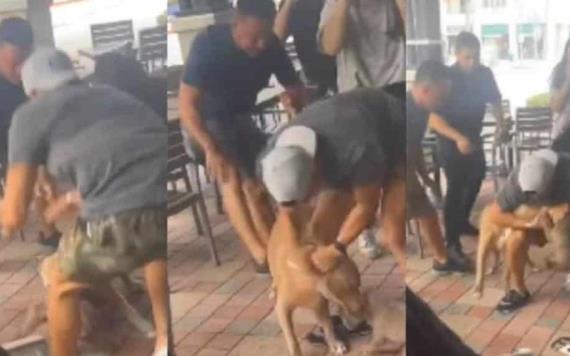 Ataque de pitbull a chihuahua, en restaurante ´Pet Friendly´ desata debate en redes sociales